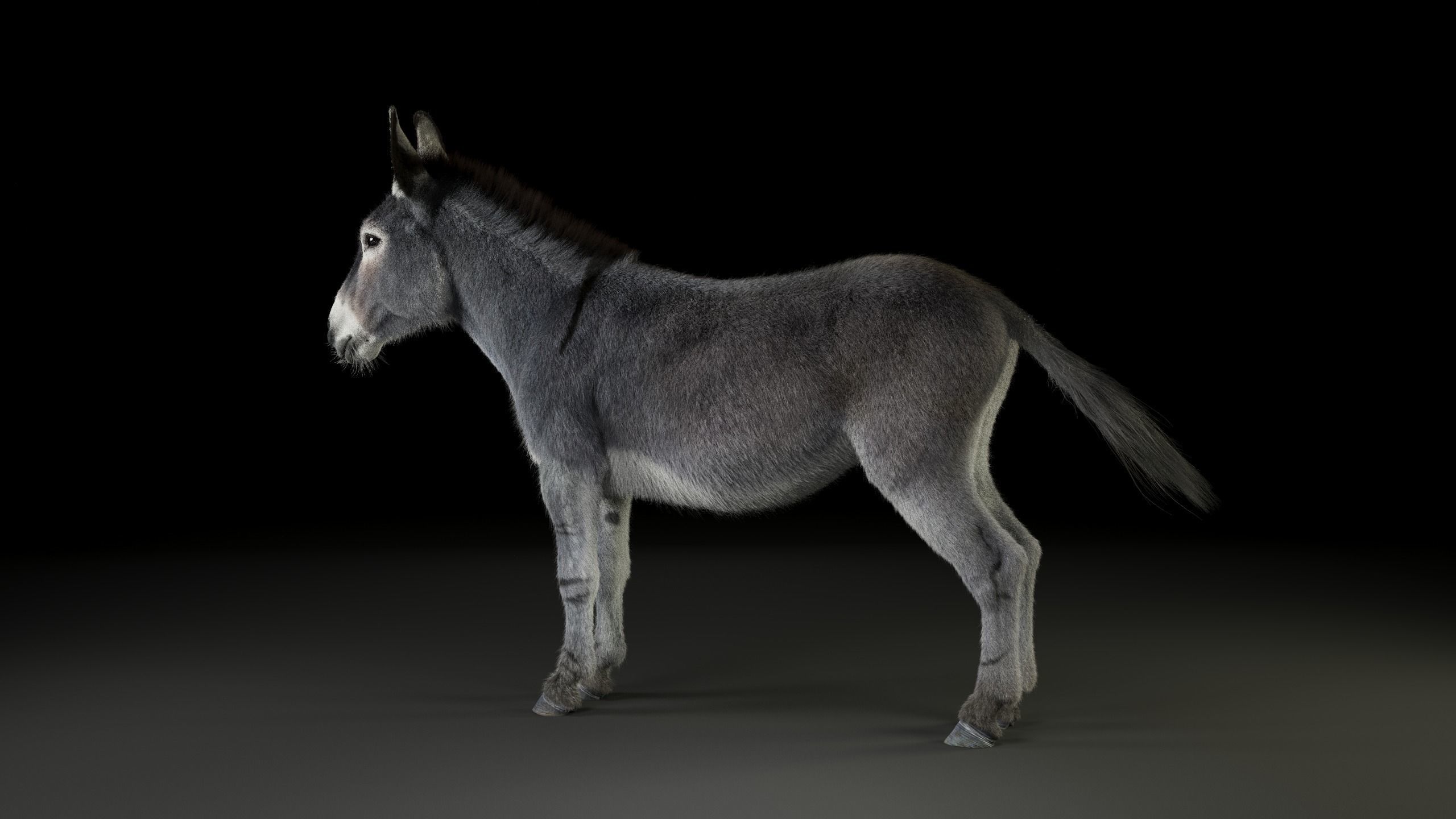Grey Donkey Animated 3D model_26