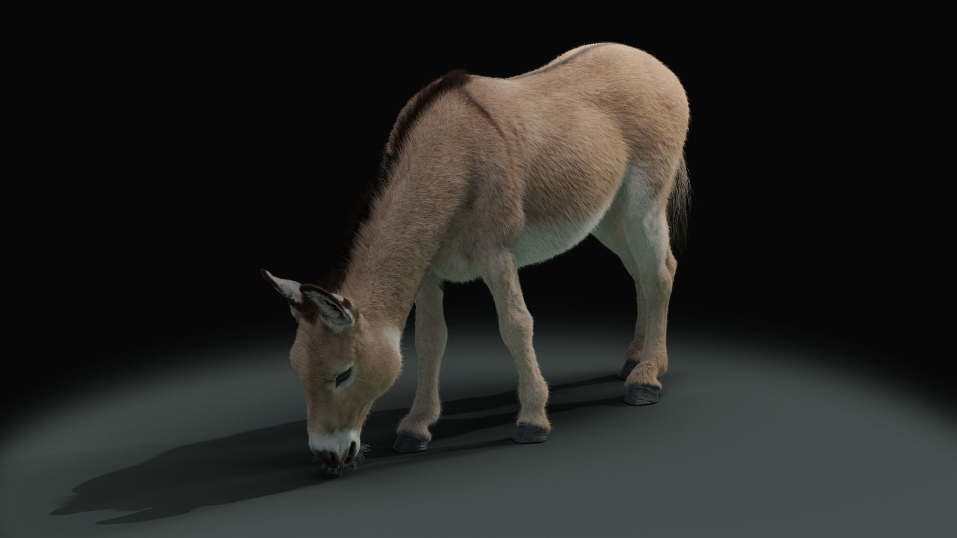 Grey Donkey Animated 3D model_8