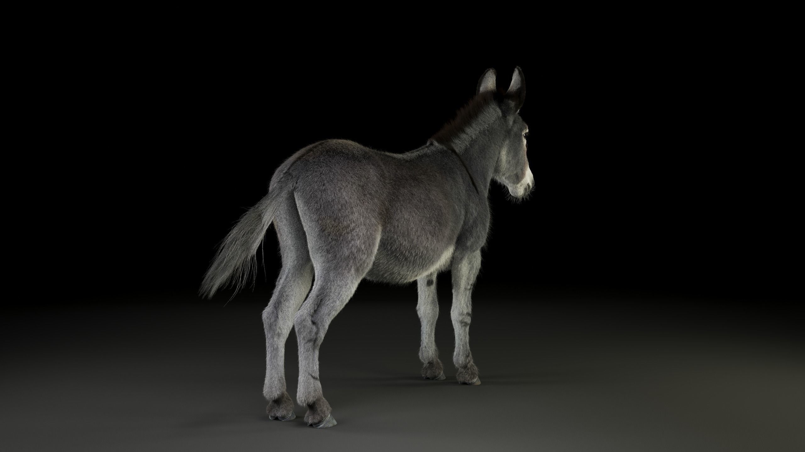 Grey Donkey Animated 3D model_11