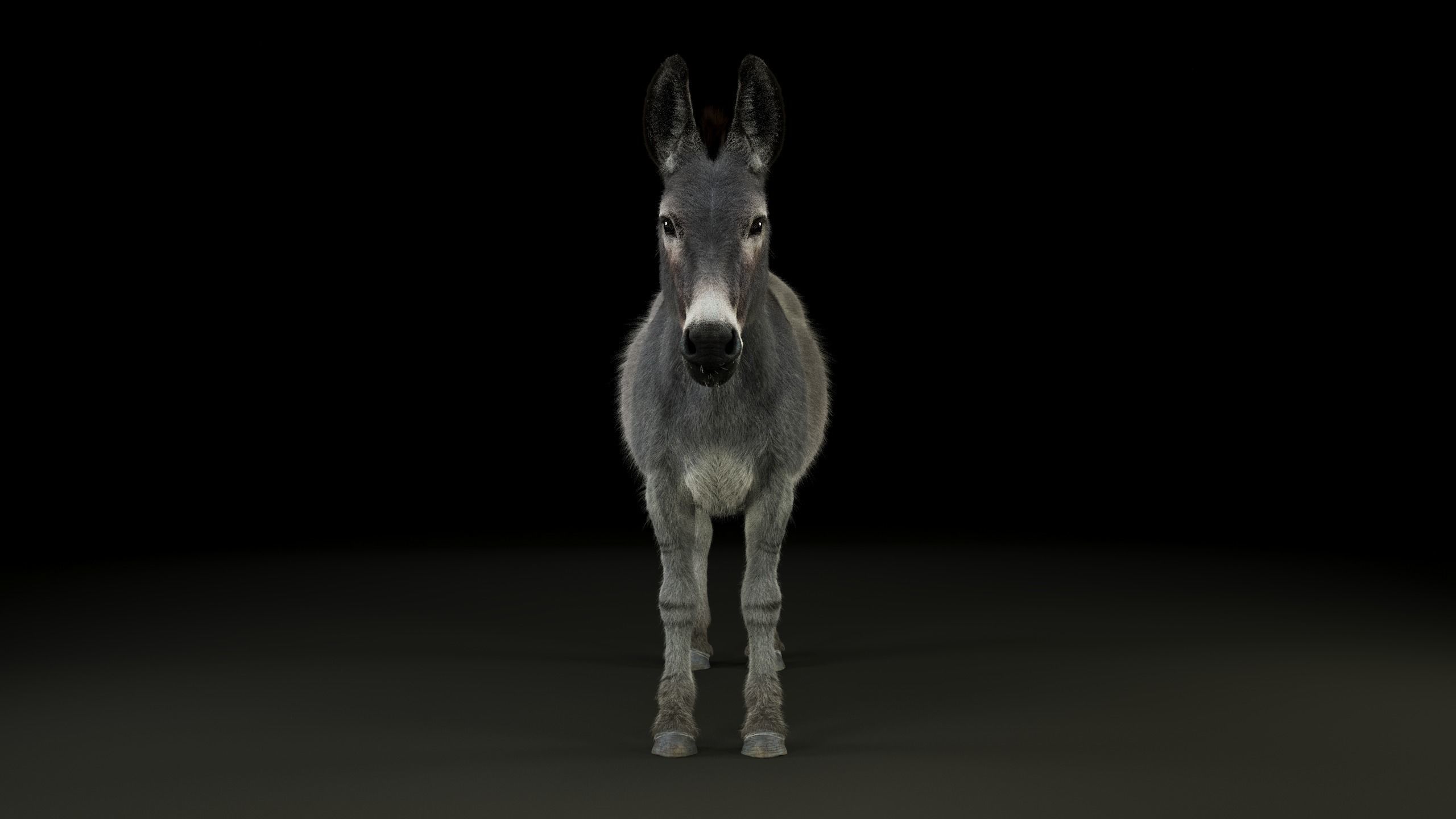 Grey Donkey Animated 3D model_10