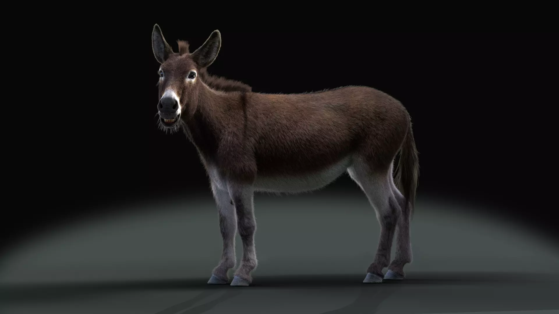 Grey Donkey Animated 3D model_0