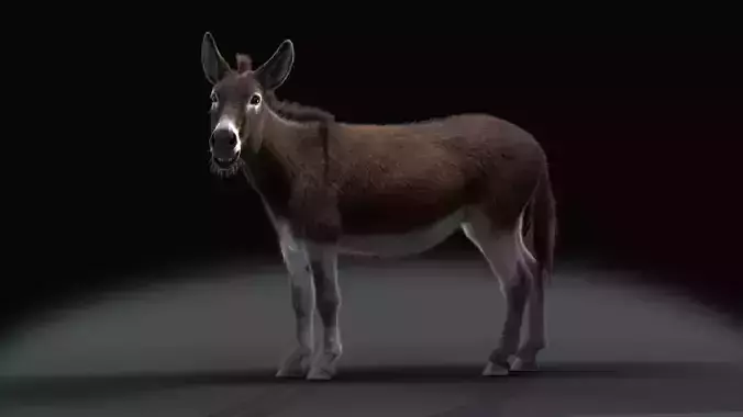 Grey Donkey Animated 3D model