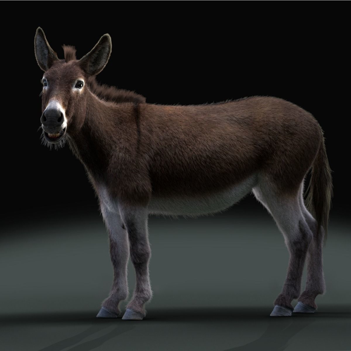 Grey Donkey Animated 3D model_28