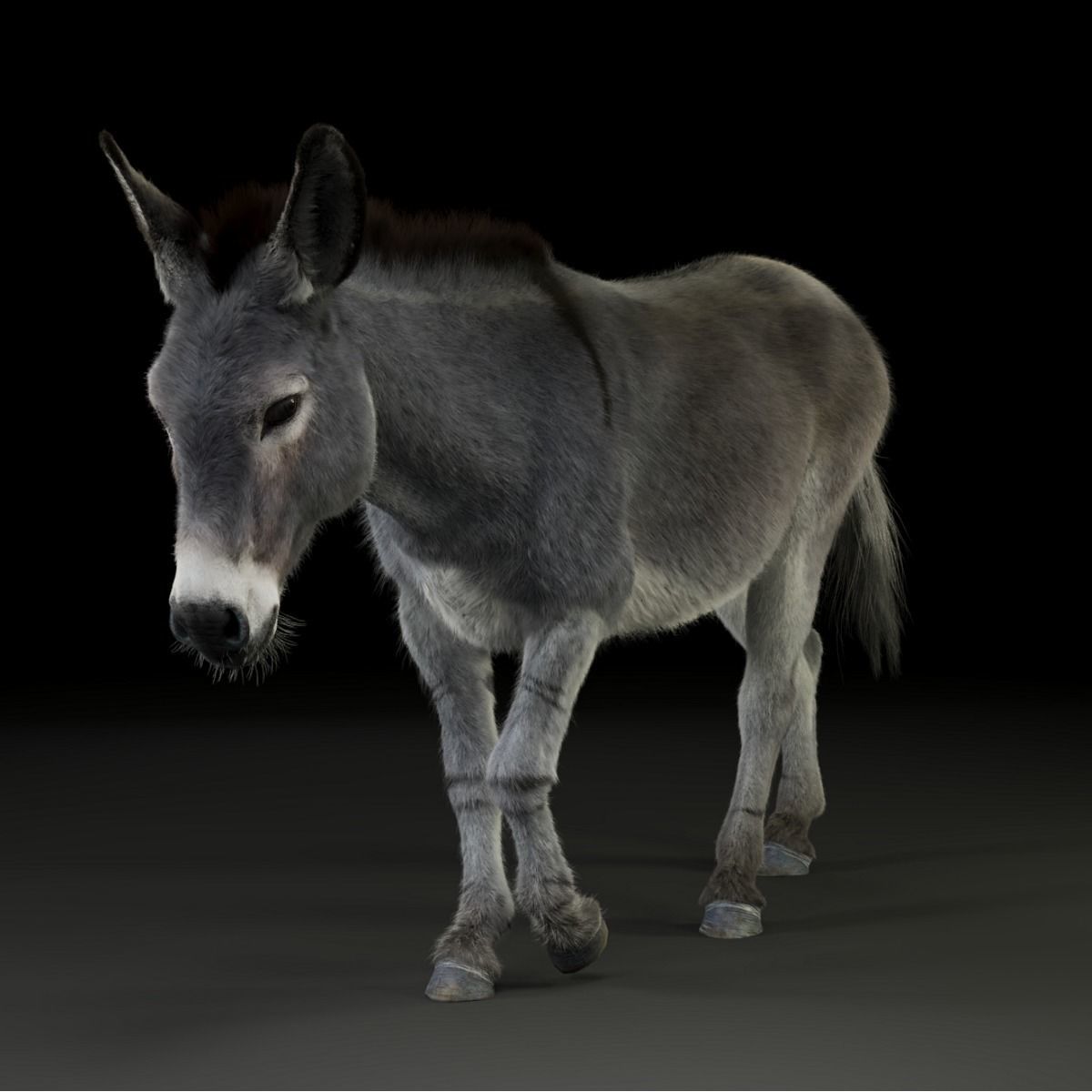 Grey Donkey Animated 3D model_27