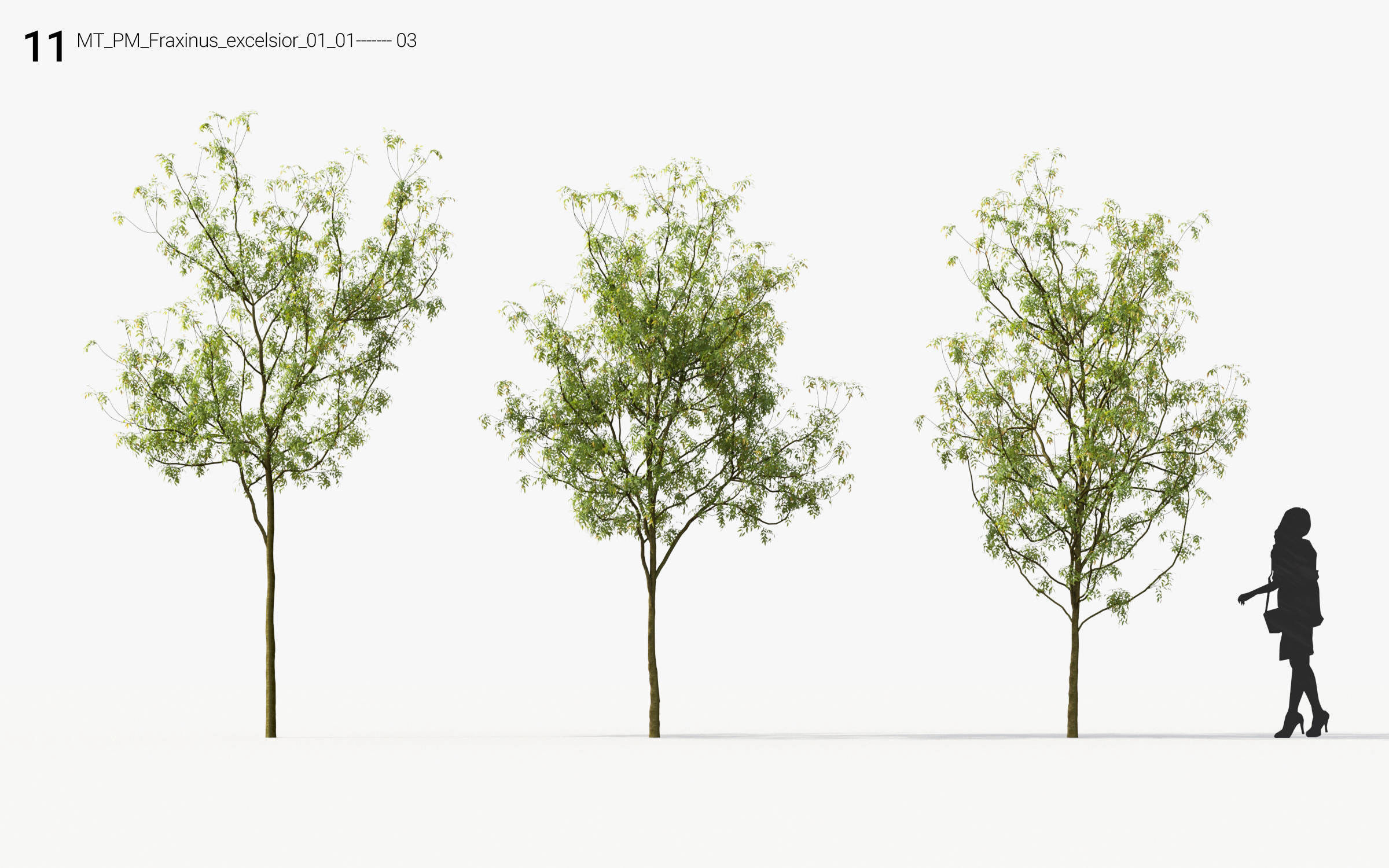 Small Tree Collection - Include GrowFX and Mesh file 3D model_59