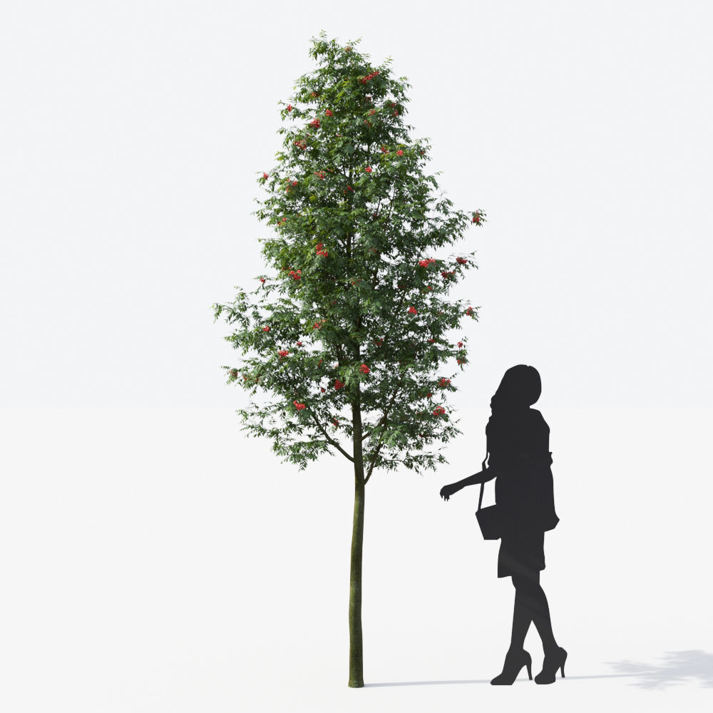 Small Tree Collection - Include GrowFX and Mesh file 3D model_104