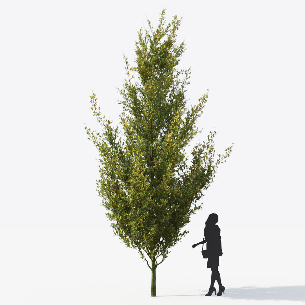 Small Tree Collection - Include GrowFX and Mesh file 3D model_98
