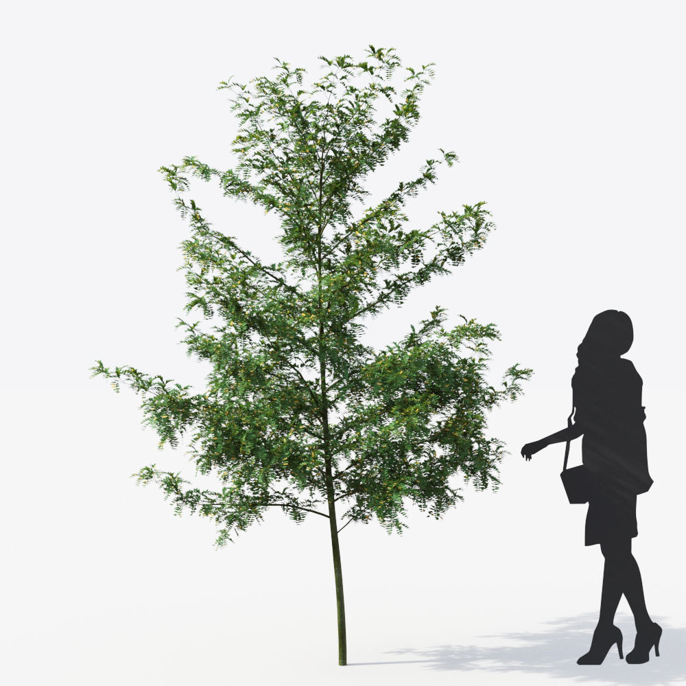 Small Tree Collection - Include GrowFX and Mesh file 3D model_71
