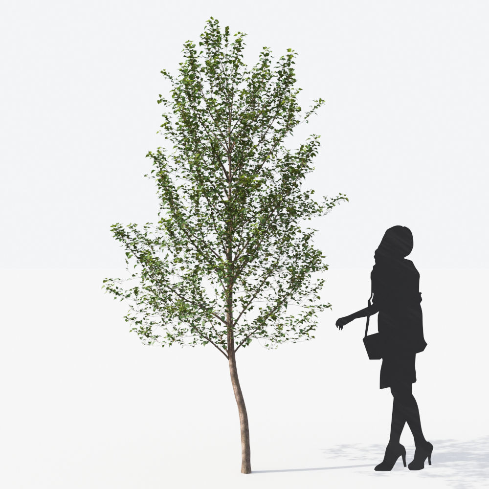 Small Tree Collection - Include GrowFX and Mesh file 3D model_87