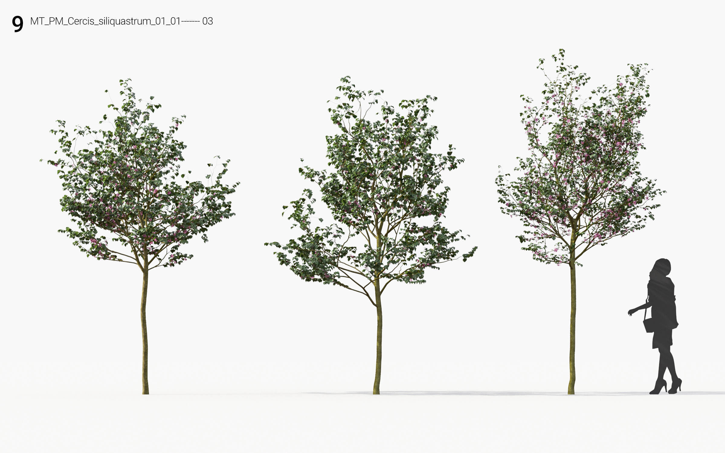Small Tree Collection - Include GrowFX and Mesh file 3D model_51