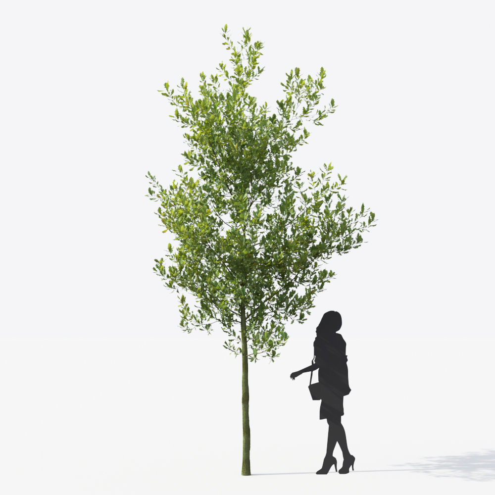 Small Tree Collection - Include GrowFX and Mesh file 3D model_95