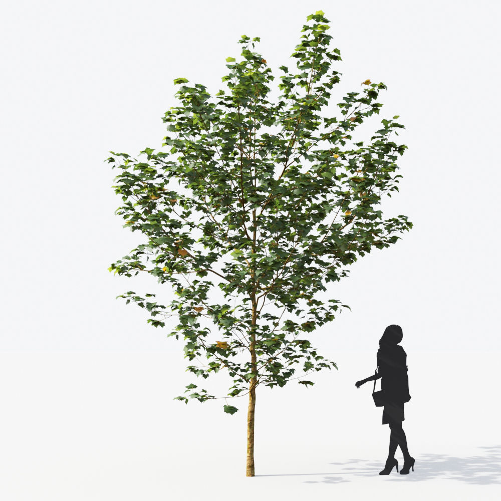 Small Tree Collection - Include GrowFX and Mesh file 3D model_78