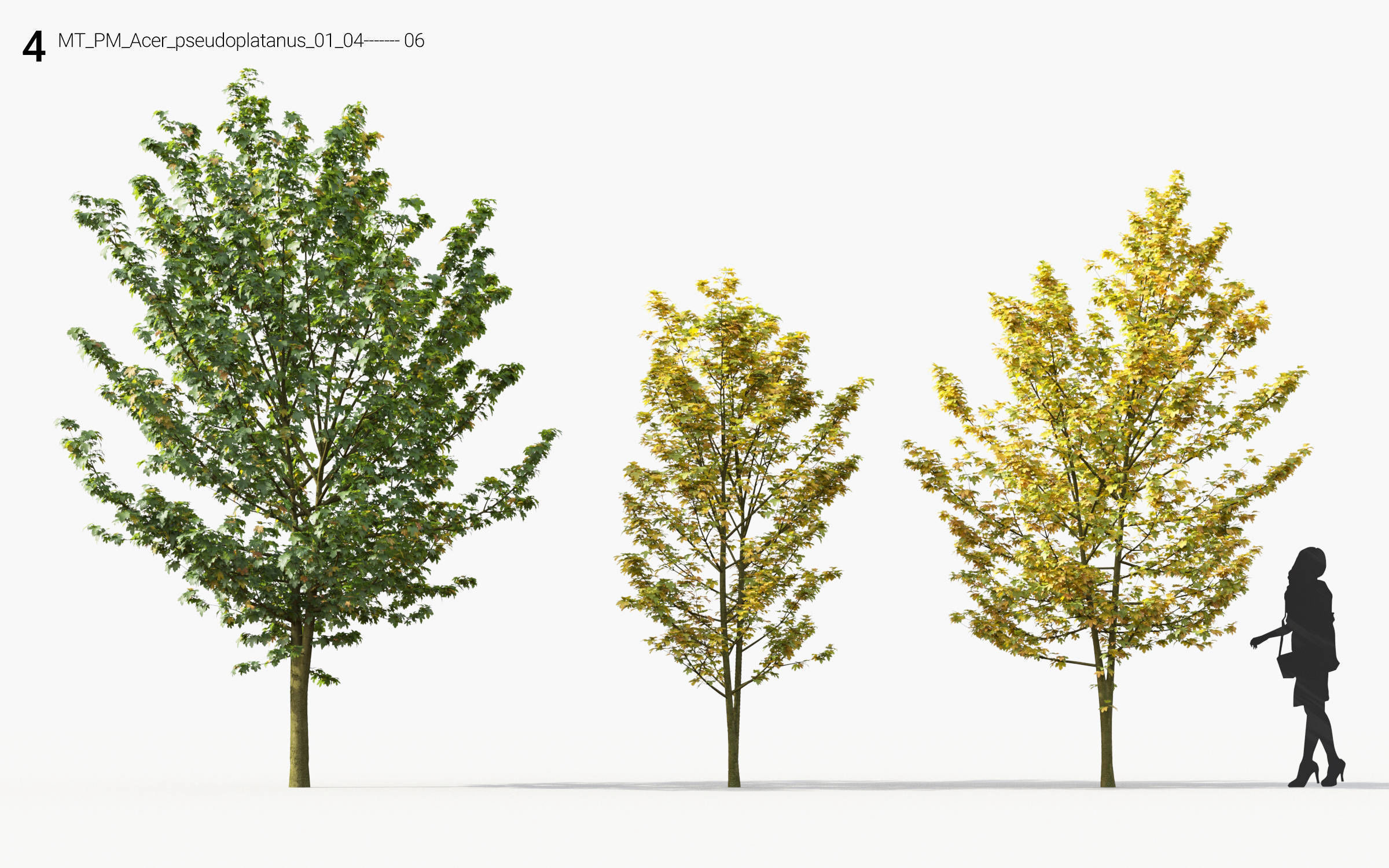 Small Tree Collection - Include GrowFX and Mesh file 3D model_28