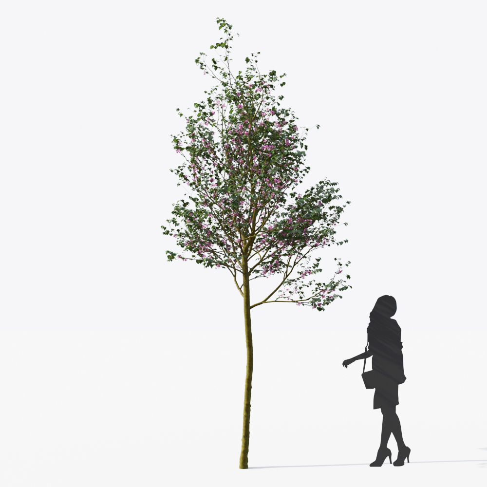 Small Tree Collection - Include GrowFX and Mesh file 3D model_47