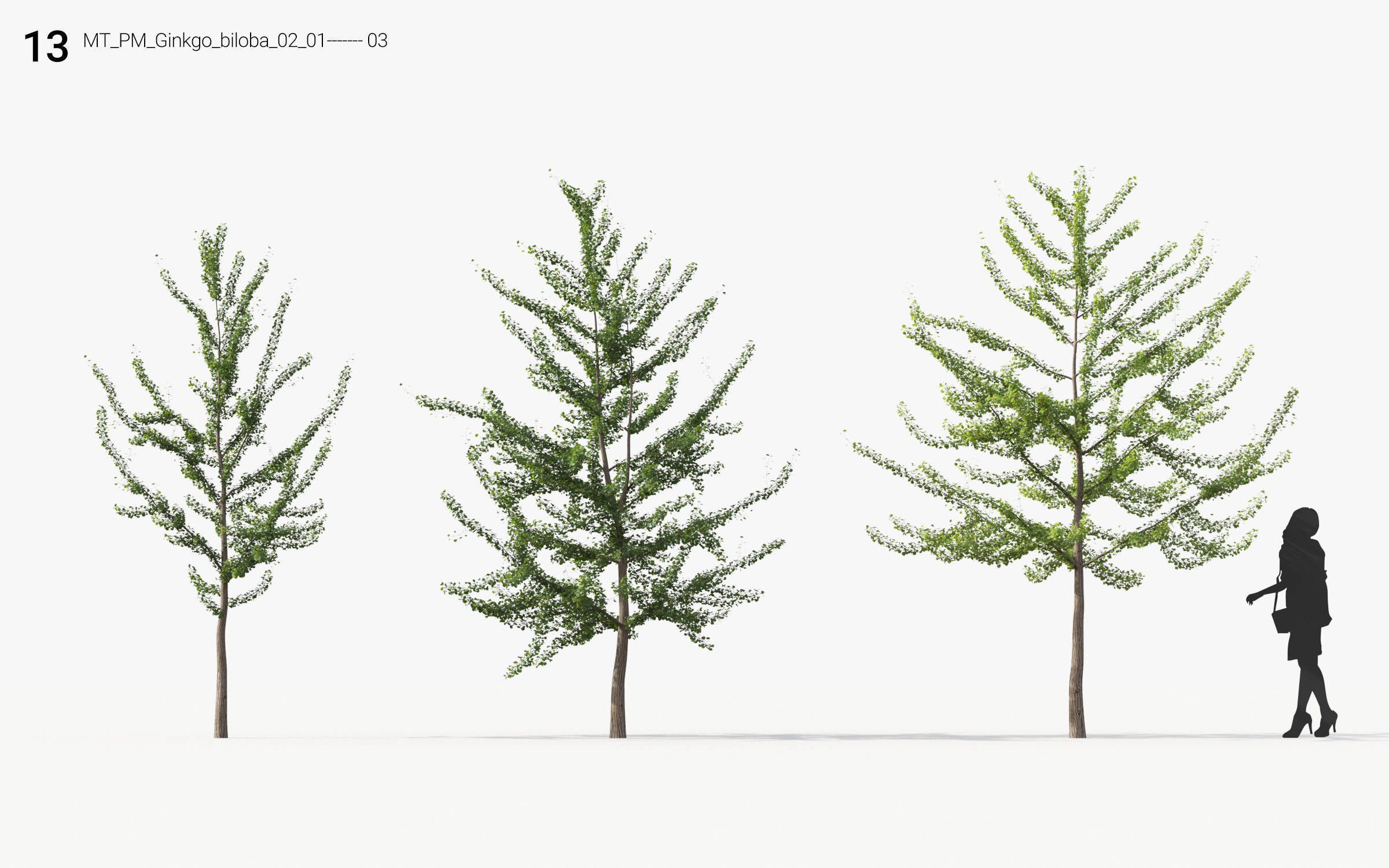 Small Tree Collection - Include GrowFX and Mesh file 3D model_67