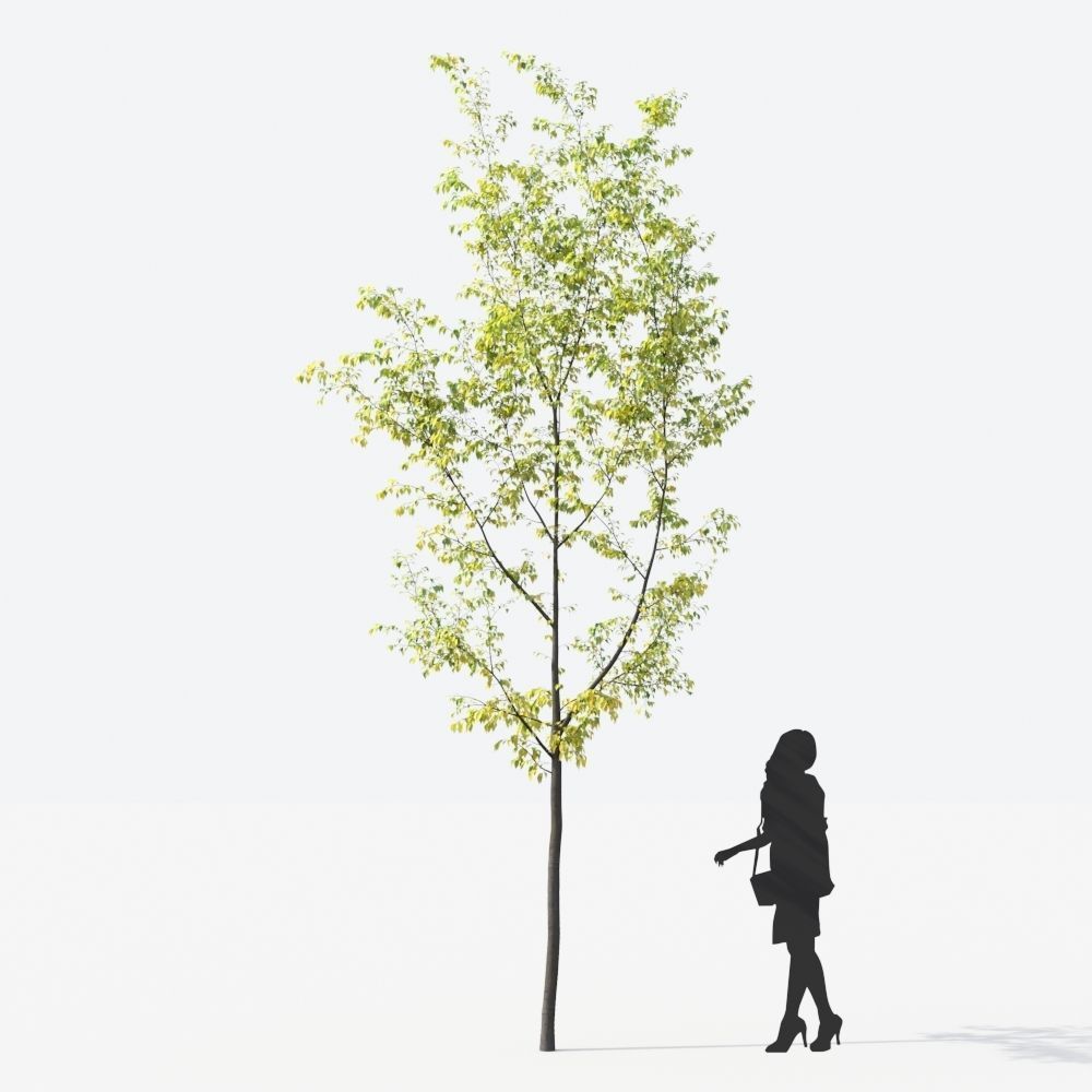 Small Tree Collection - Include GrowFX and Mesh file 3D model_41