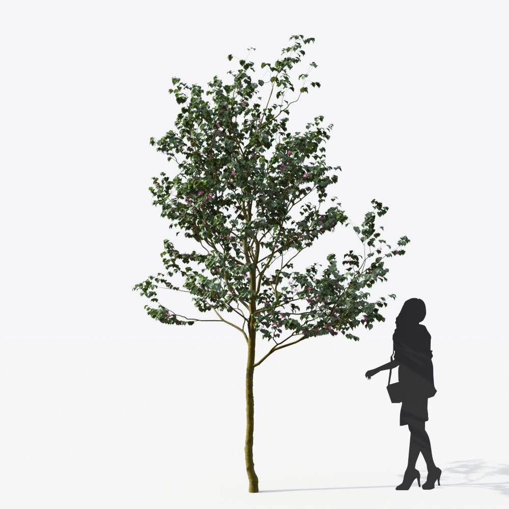 Small Tree Collection - Include GrowFX and Mesh file 3D model_46