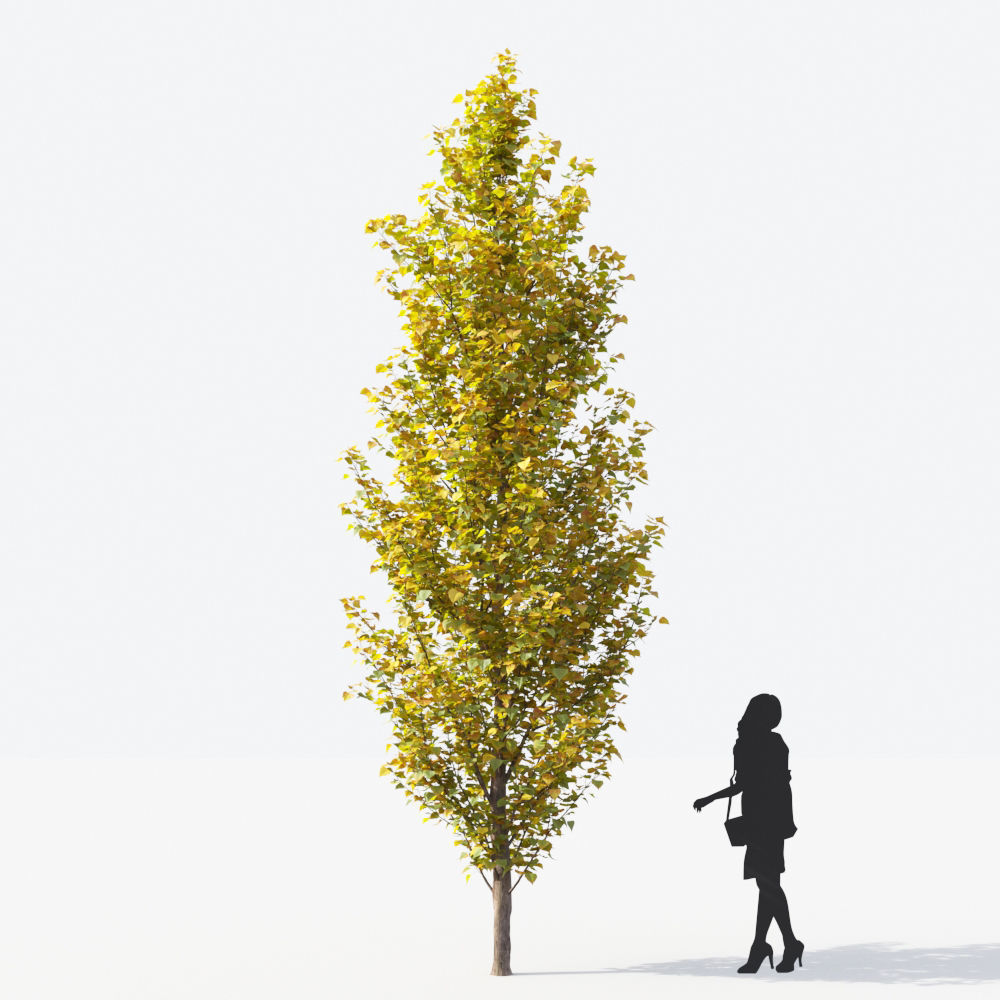 Small Tree Collection - Include GrowFX and Mesh file 3D model_90