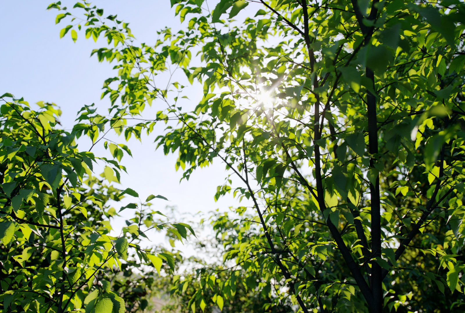 Small Tree Collection - Include GrowFX and Mesh file 3D model_8