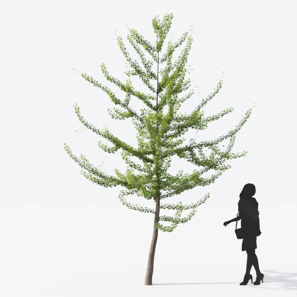 Small Tree Collection - Include GrowFX and Mesh file 3D model_64