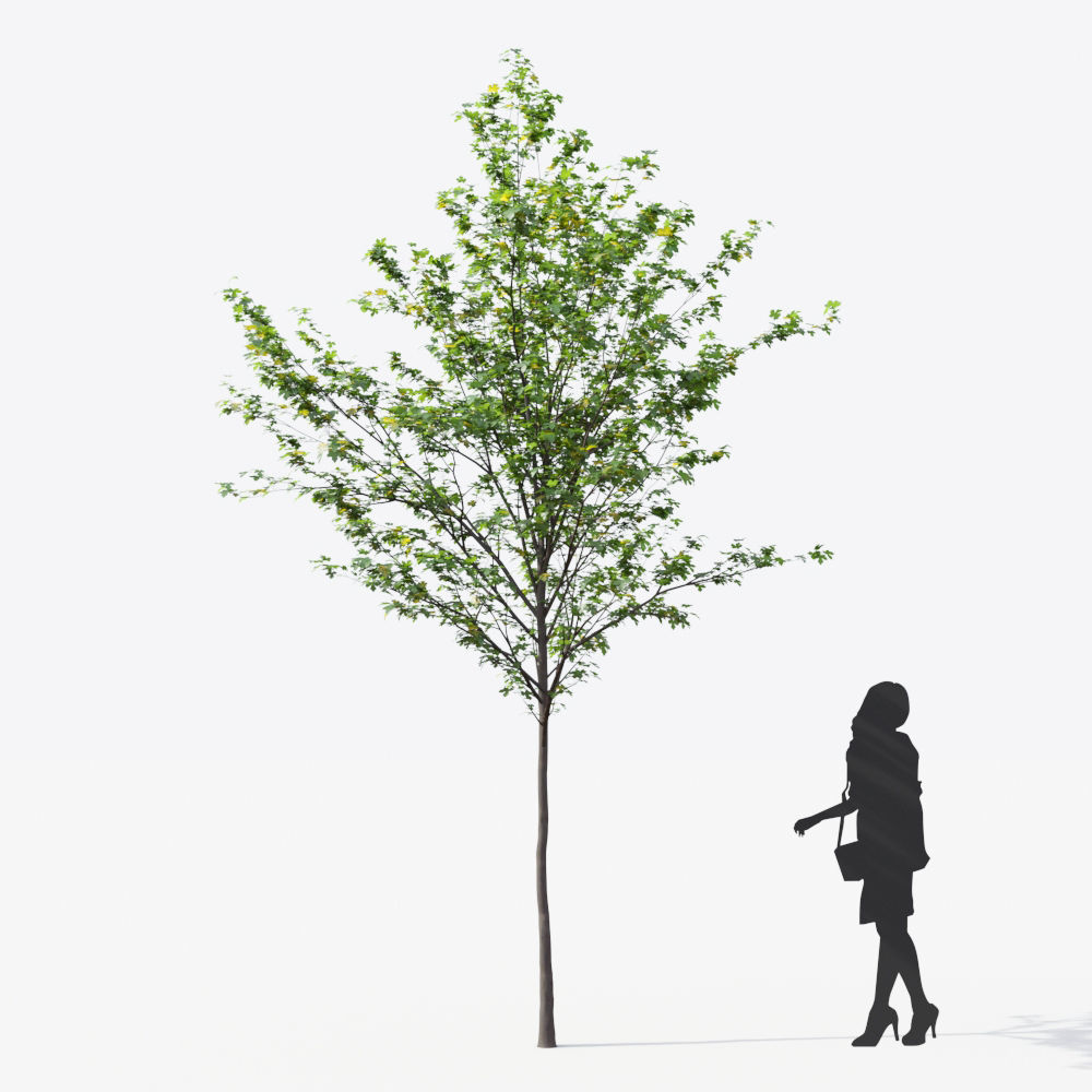 Small Tree Collection - Include GrowFX and Mesh file 3D model_15