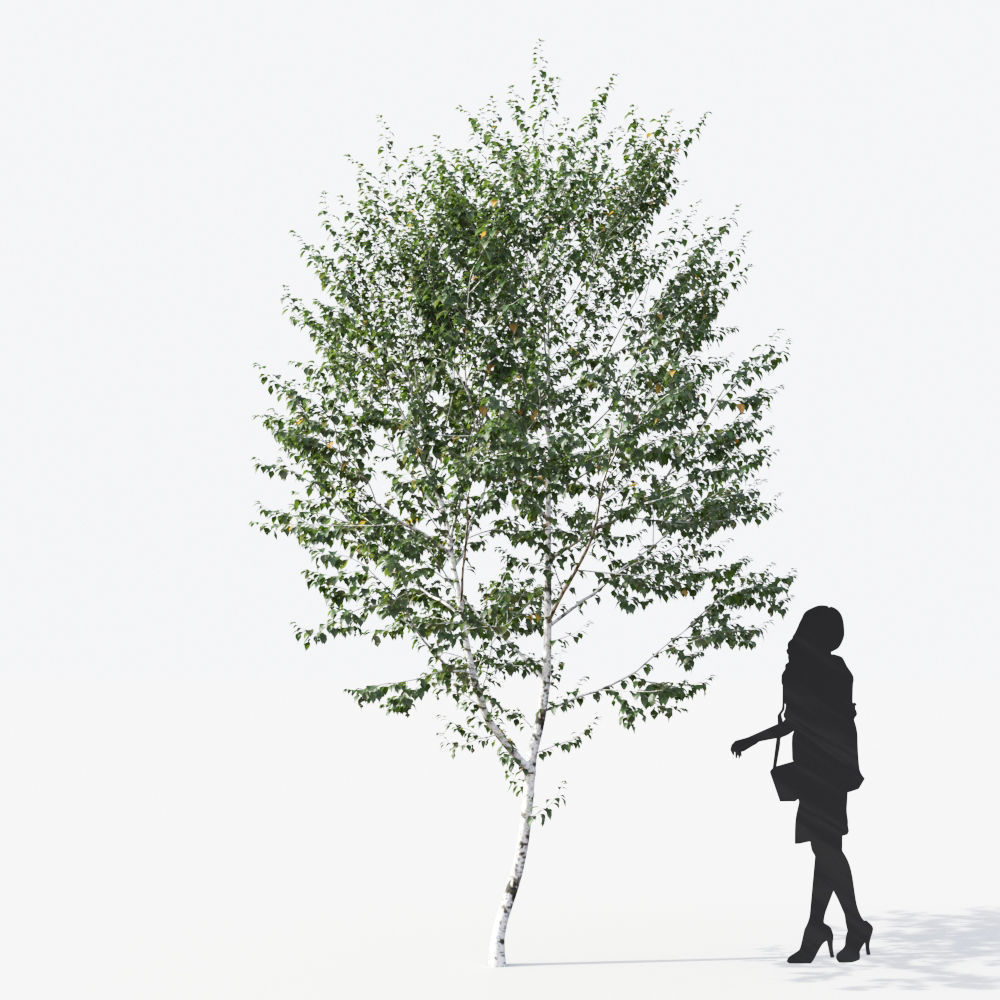 Small Tree Collection - Include GrowFX and Mesh file 3D model_31