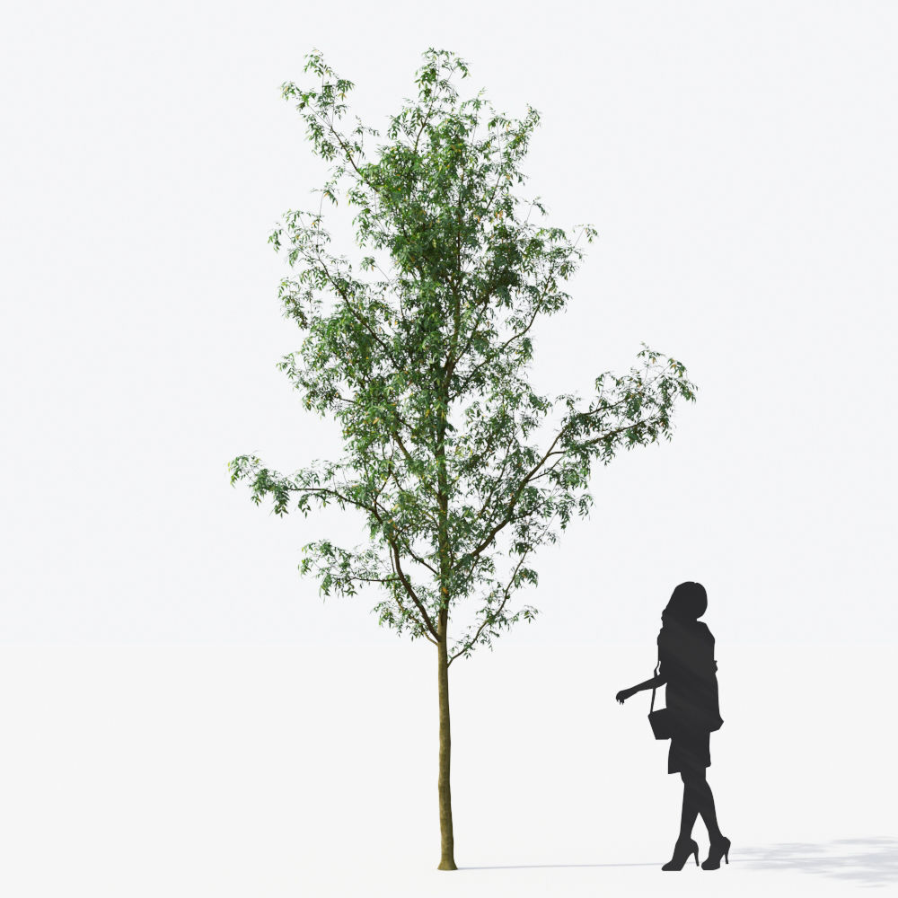 Small Tree Collection - Include GrowFX and Mesh file 3D model_57