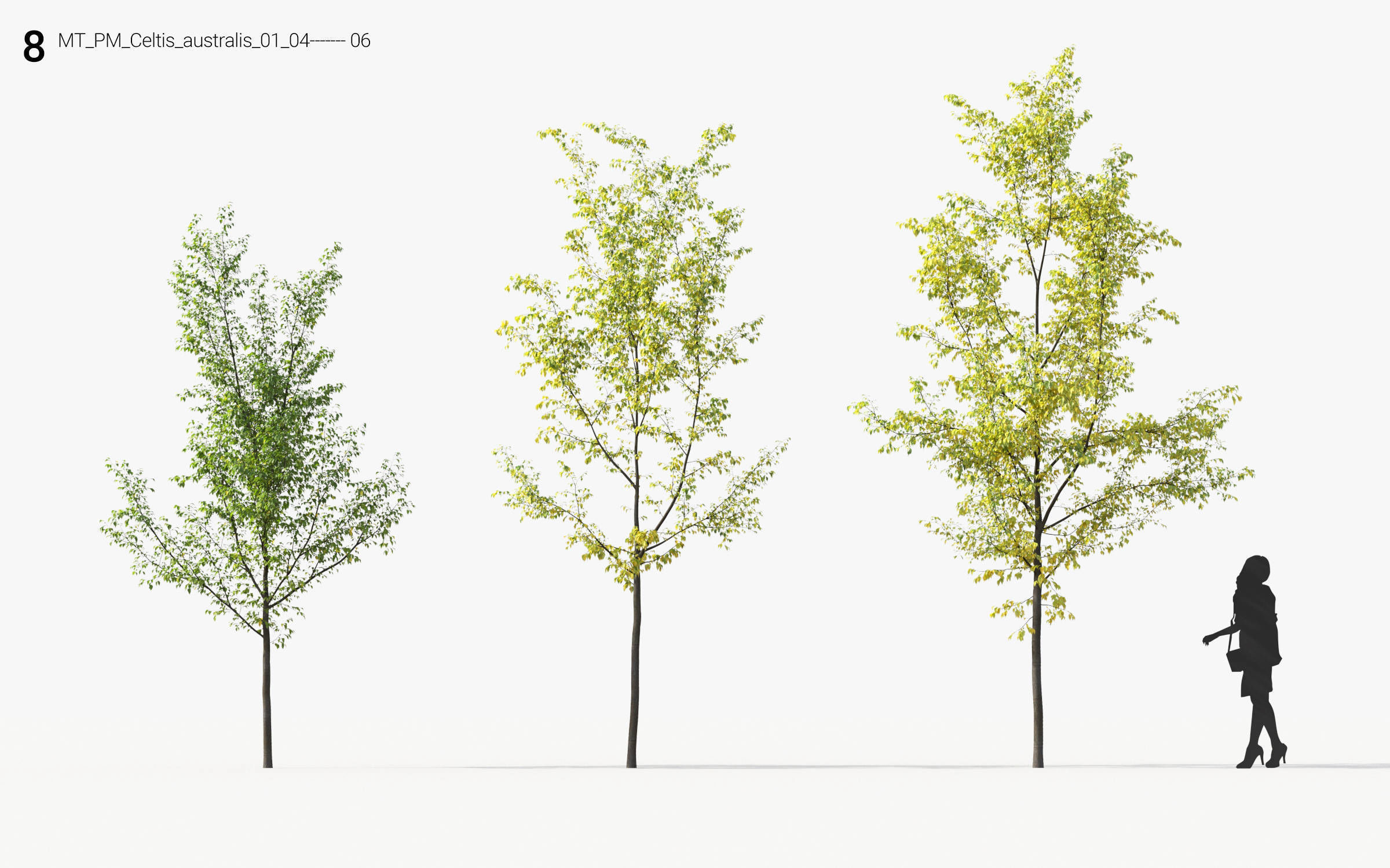 Small Tree Collection - Include GrowFX and Mesh file 3D model_44