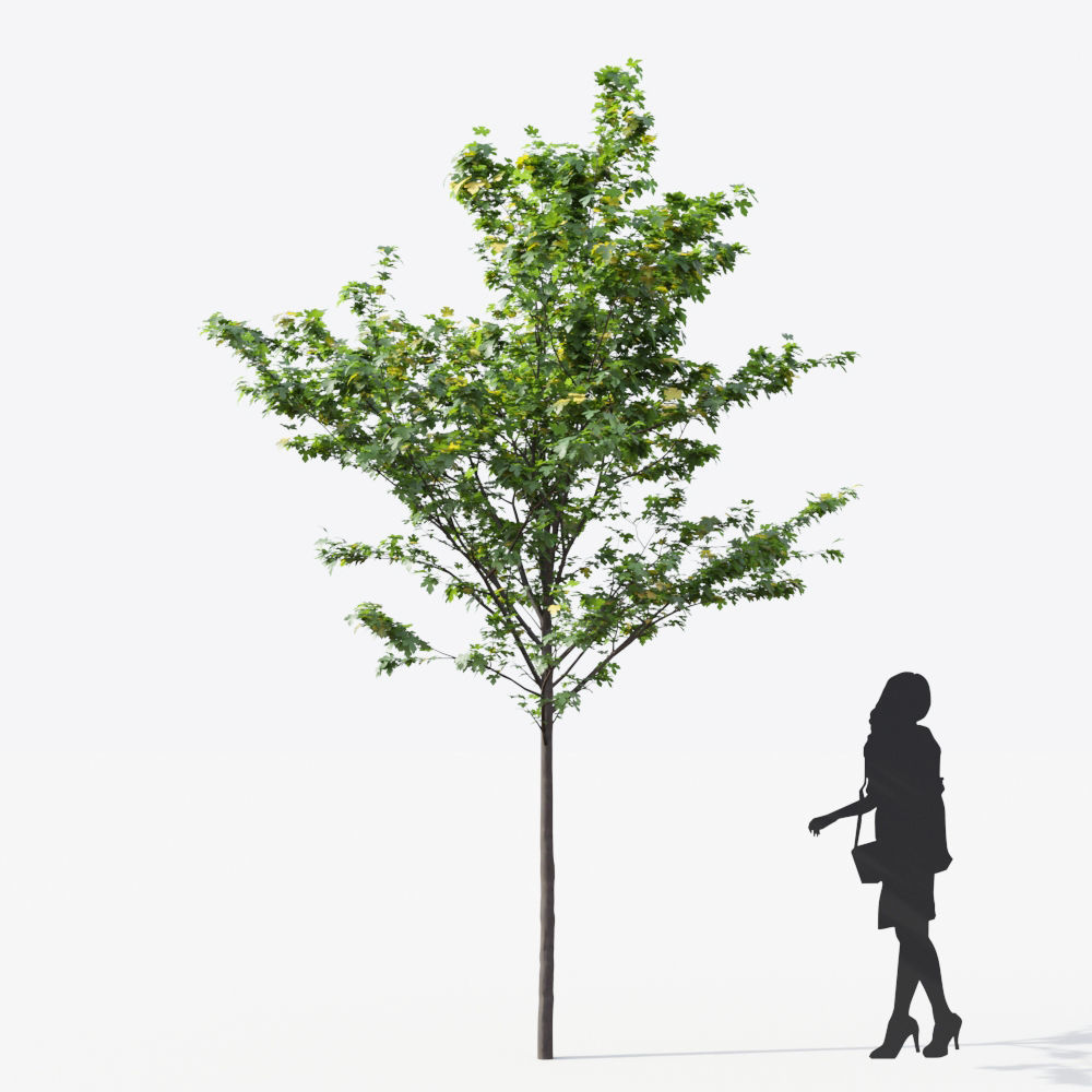 Small Tree Collection - Include GrowFX and Mesh file 3D model_13