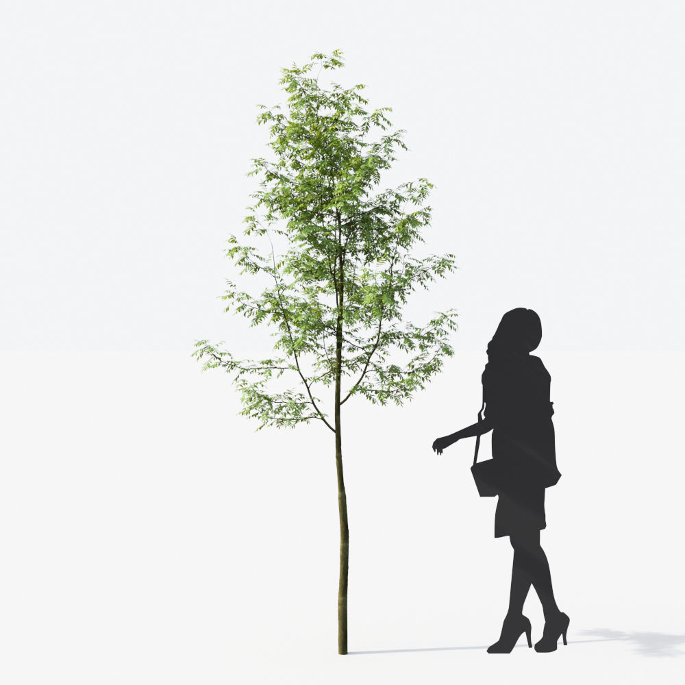 Small Tree Collection - Include GrowFX and Mesh file 3D model_103