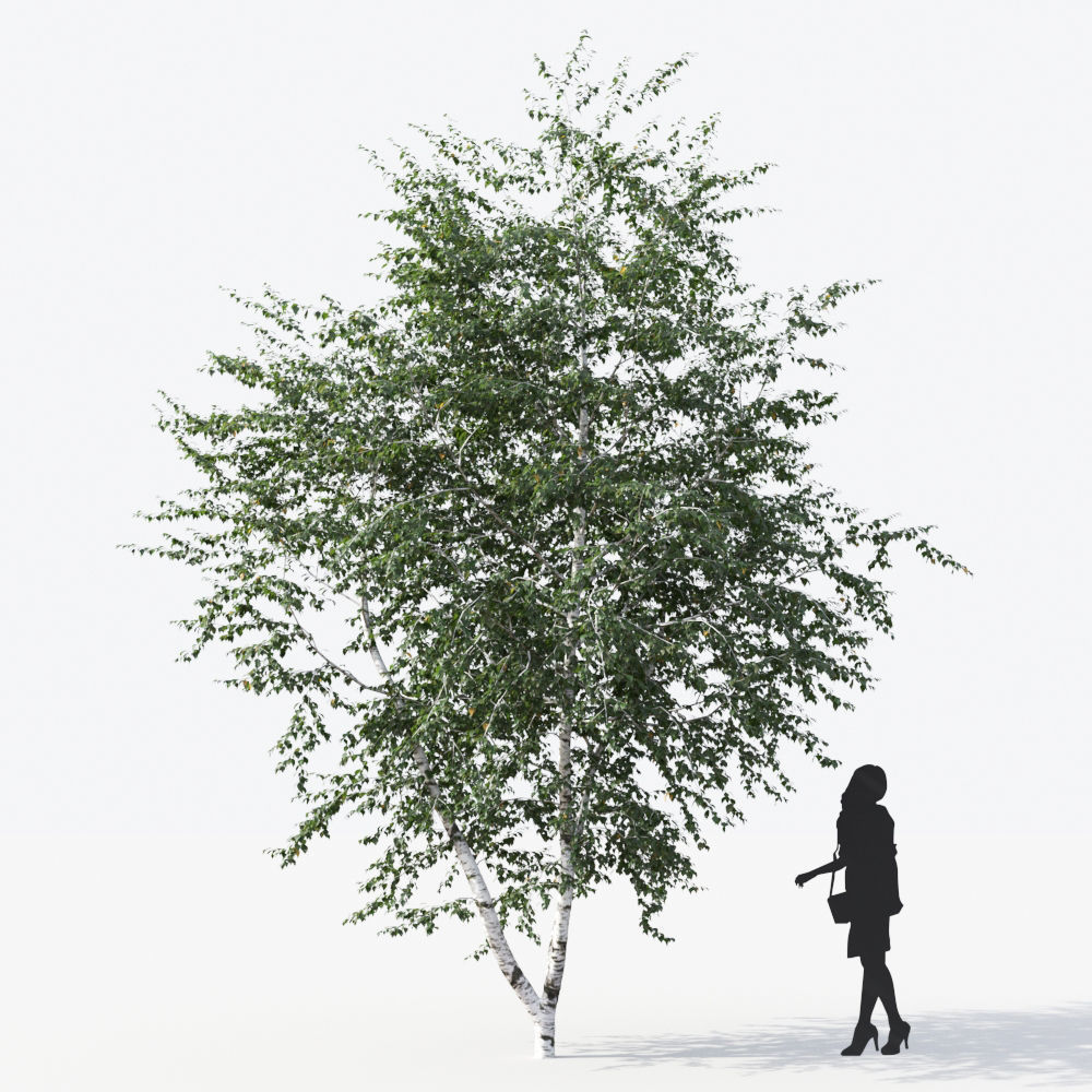 Small Tree Collection - Include GrowFX and Mesh file 3D model_34
