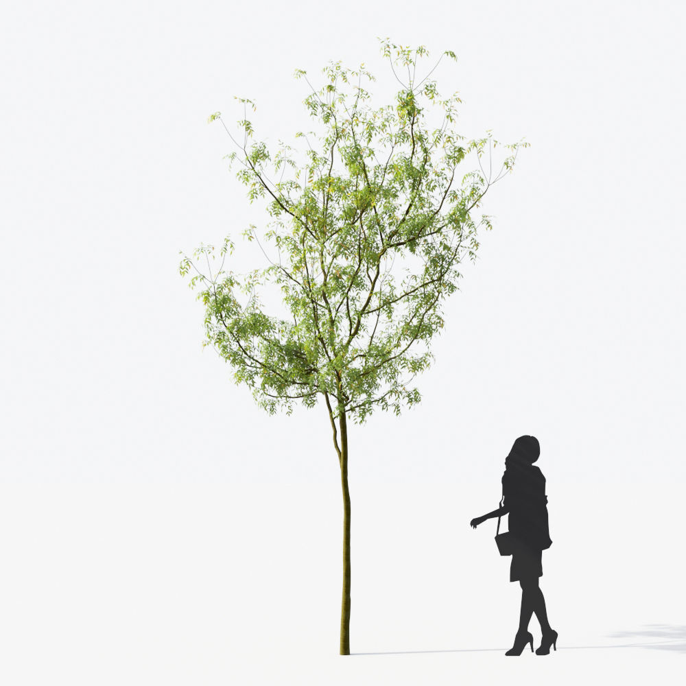 Small Tree Collection - Include GrowFX and Mesh file 3D model_53