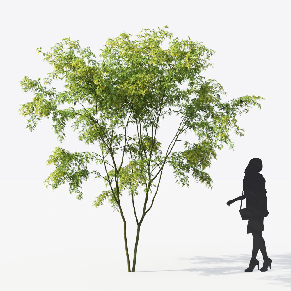 Small Tree Collection - Include GrowFX and Mesh file 3D model_73