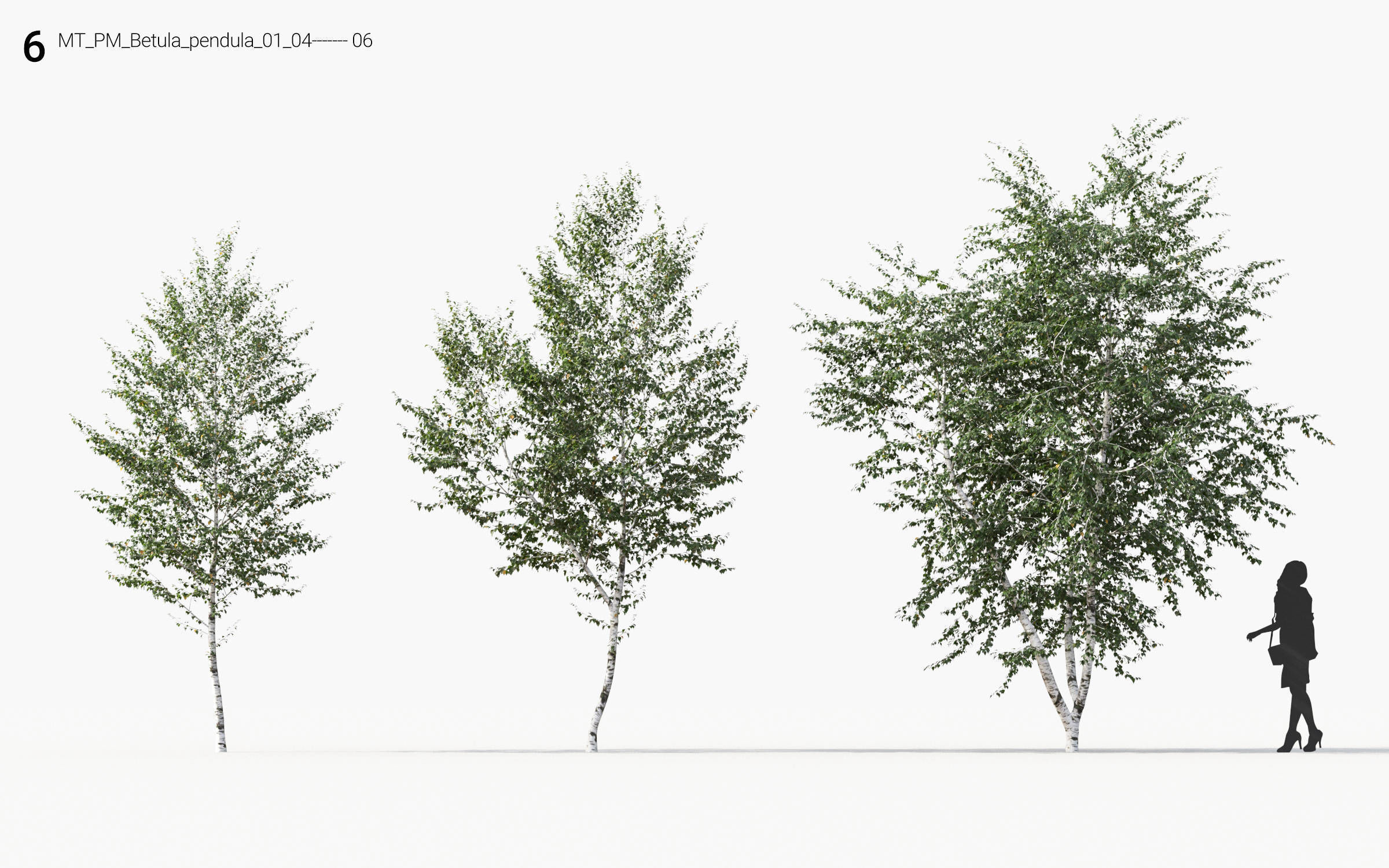 Small Tree Collection - Include GrowFX and Mesh file 3D model_36