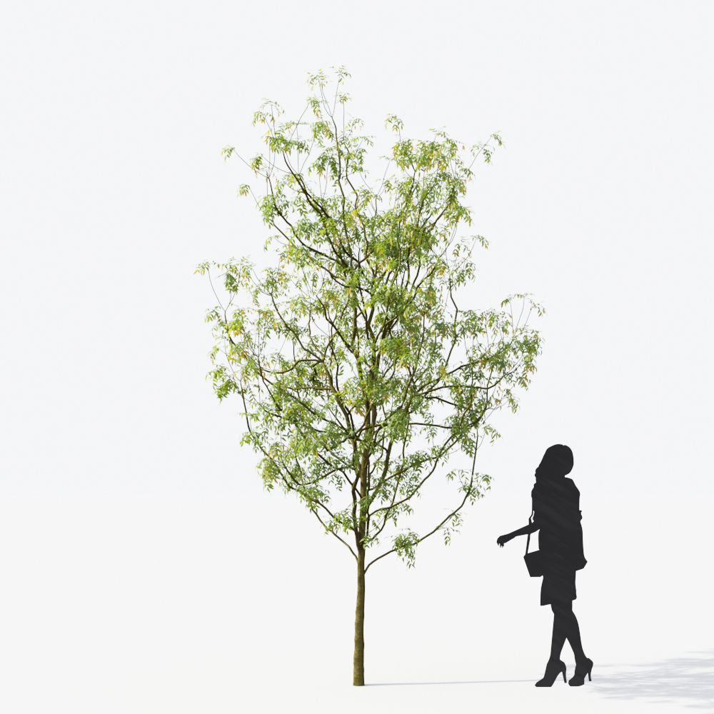 Small Tree Collection - Include GrowFX and Mesh file 3D model_55