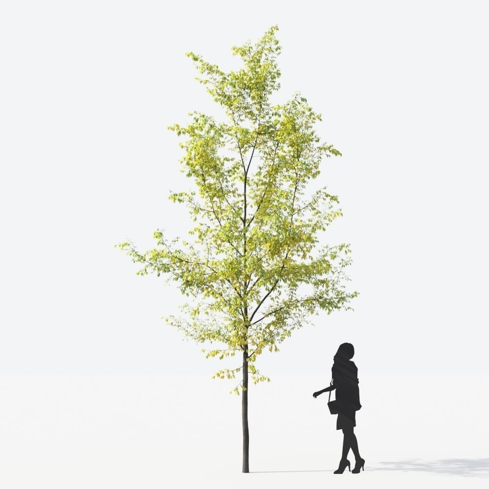 Small Tree Collection - Include GrowFX and Mesh file 3D model_42