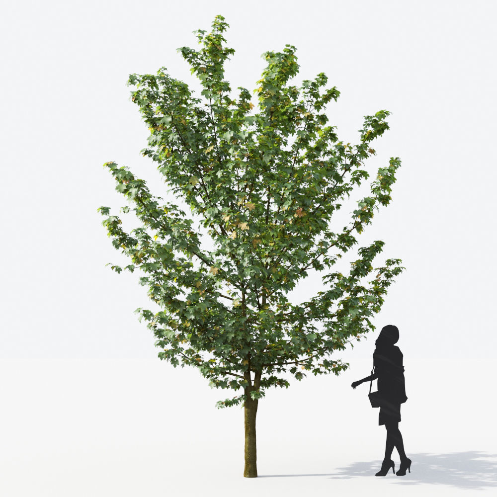 Small Tree Collection - Include GrowFX and Mesh file 3D model_24