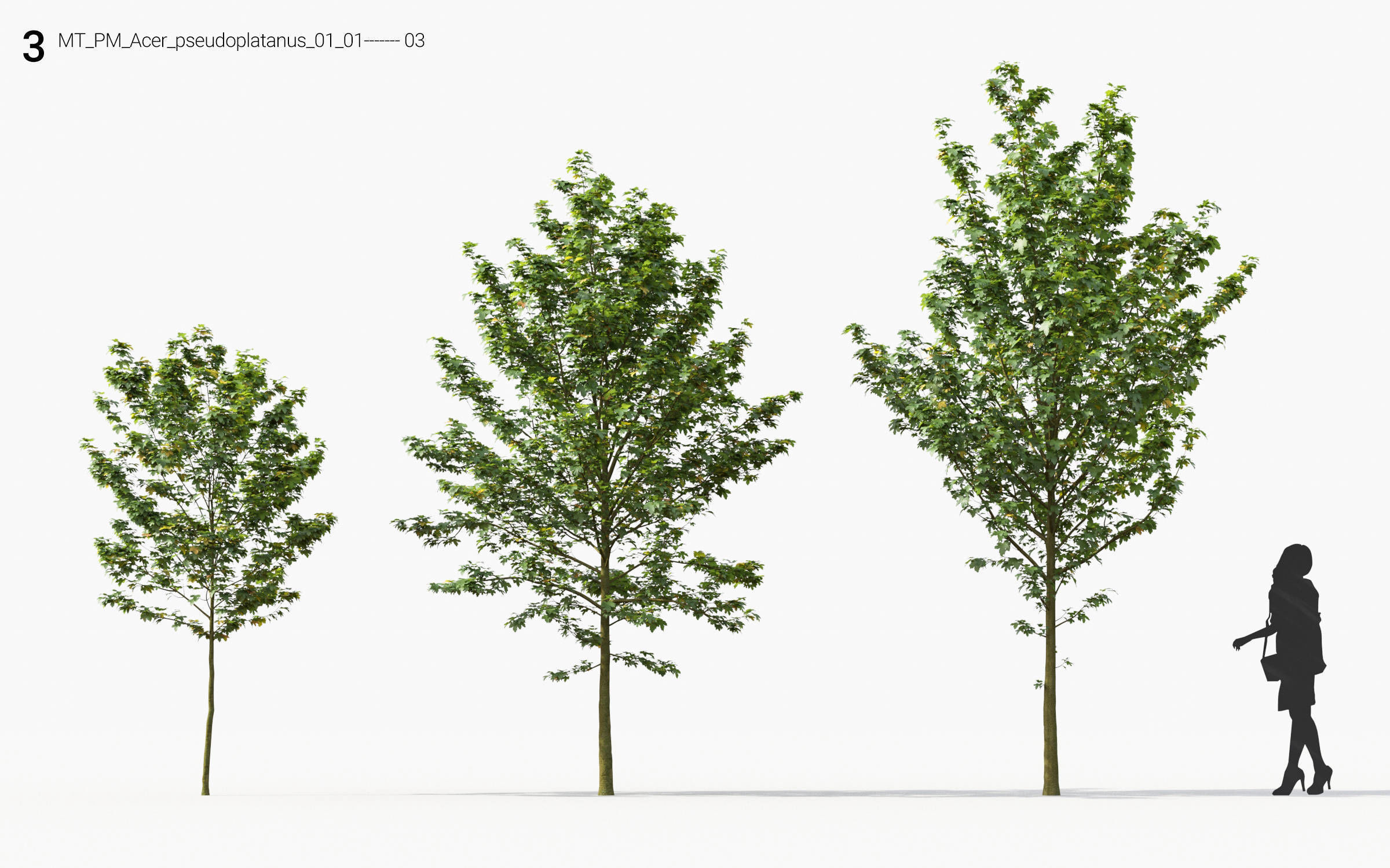 Small Tree Collection - Include GrowFX and Mesh file 3D model_27