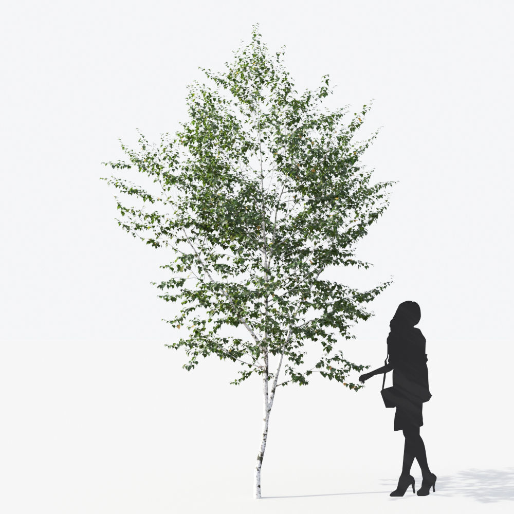 Small Tree Collection - Include GrowFX and Mesh file 3D model_30