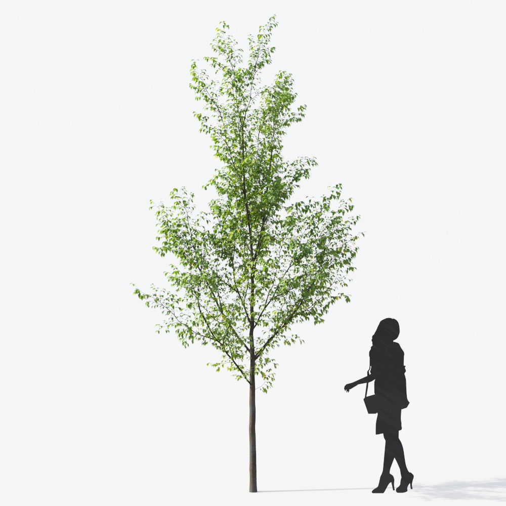 Small Tree Collection - Include GrowFX and Mesh file 3D model_40