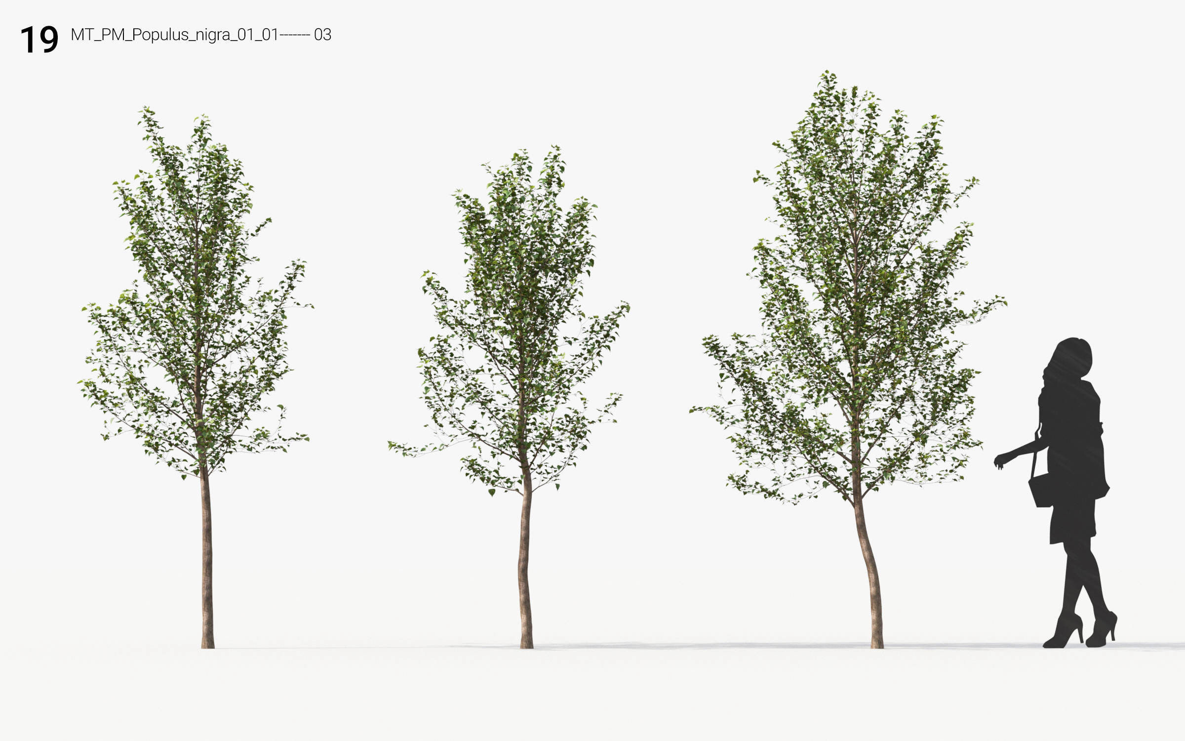Small Tree Collection - Include GrowFX and Mesh file 3D model_91