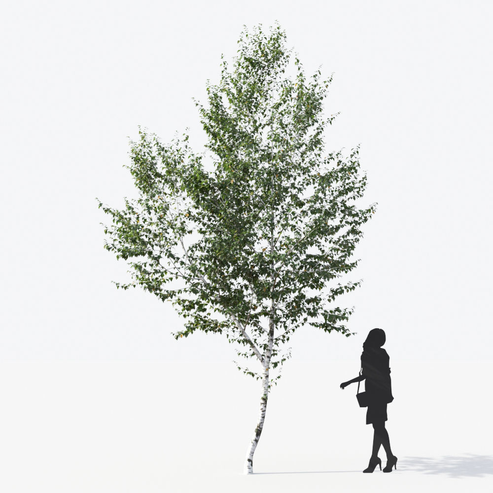 Small Tree Collection - Include GrowFX and Mesh file 3D model_33