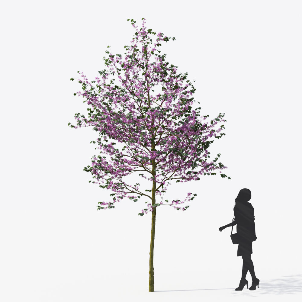 Small Tree Collection - Include GrowFX and Mesh file 3D model_49