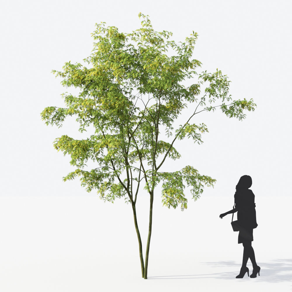 Small Tree Collection - Include GrowFX and Mesh file 3D model_74