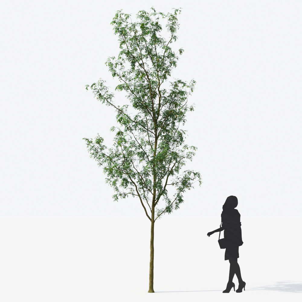 Small Tree Collection - Include GrowFX and Mesh file 3D model_56