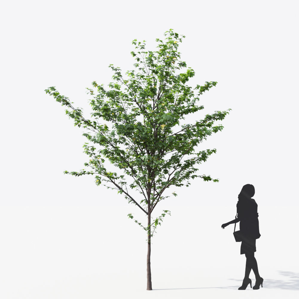 Small Tree Collection - Include GrowFX and Mesh file 3D model_14