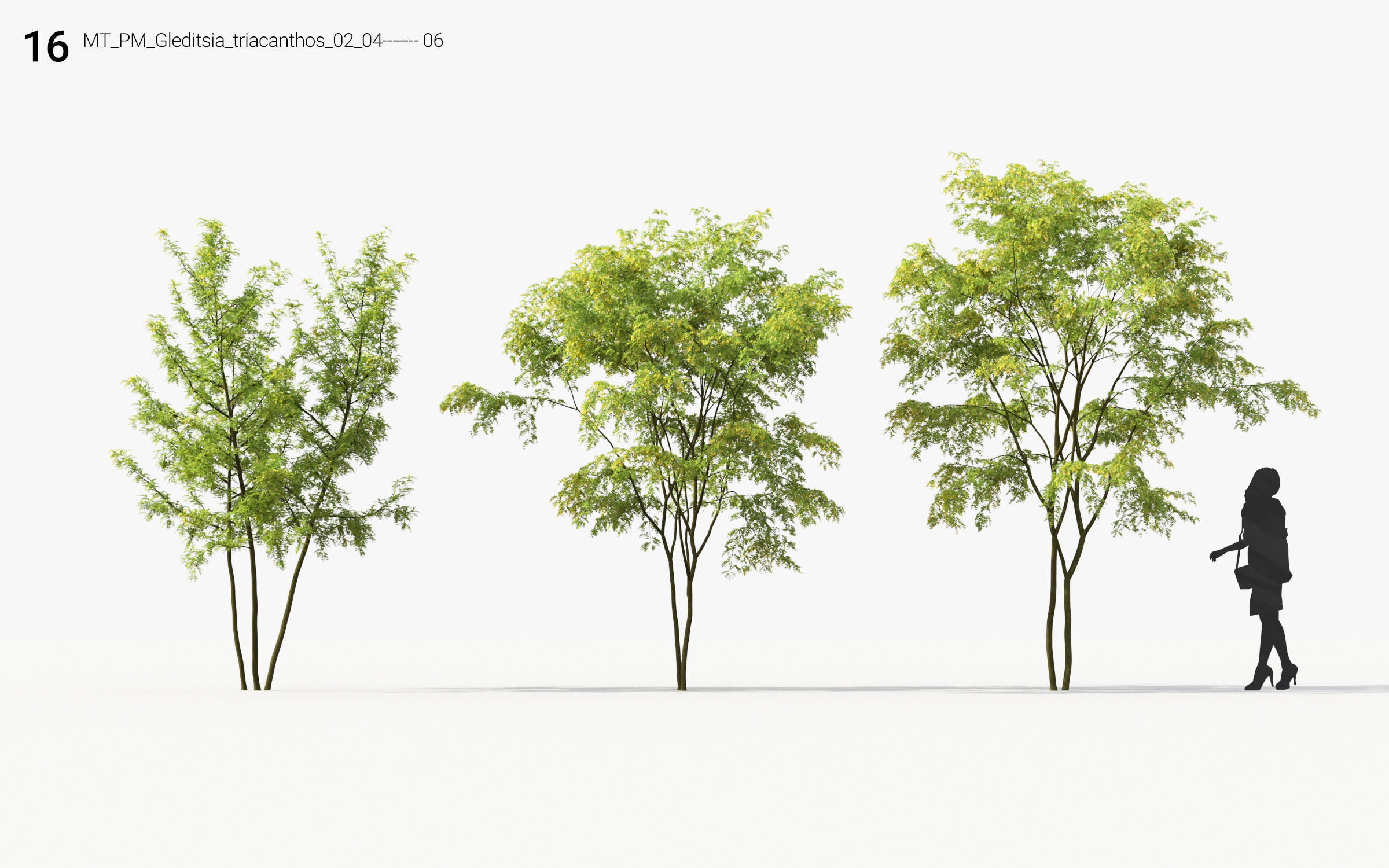 Small Tree Collection - Include GrowFX and Mesh file 3D model_76