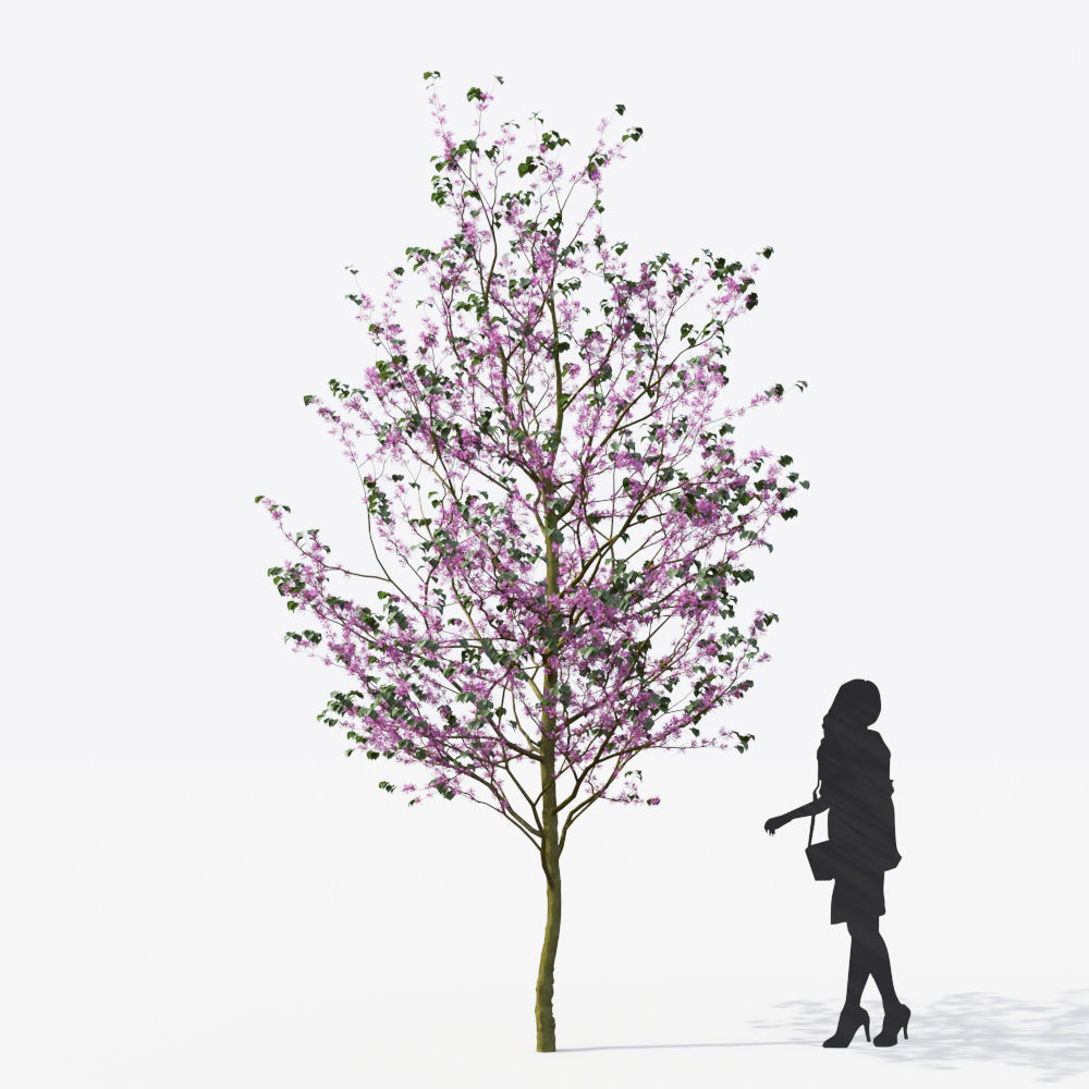 Small Tree Collection - Include GrowFX and Mesh file 3D model_50