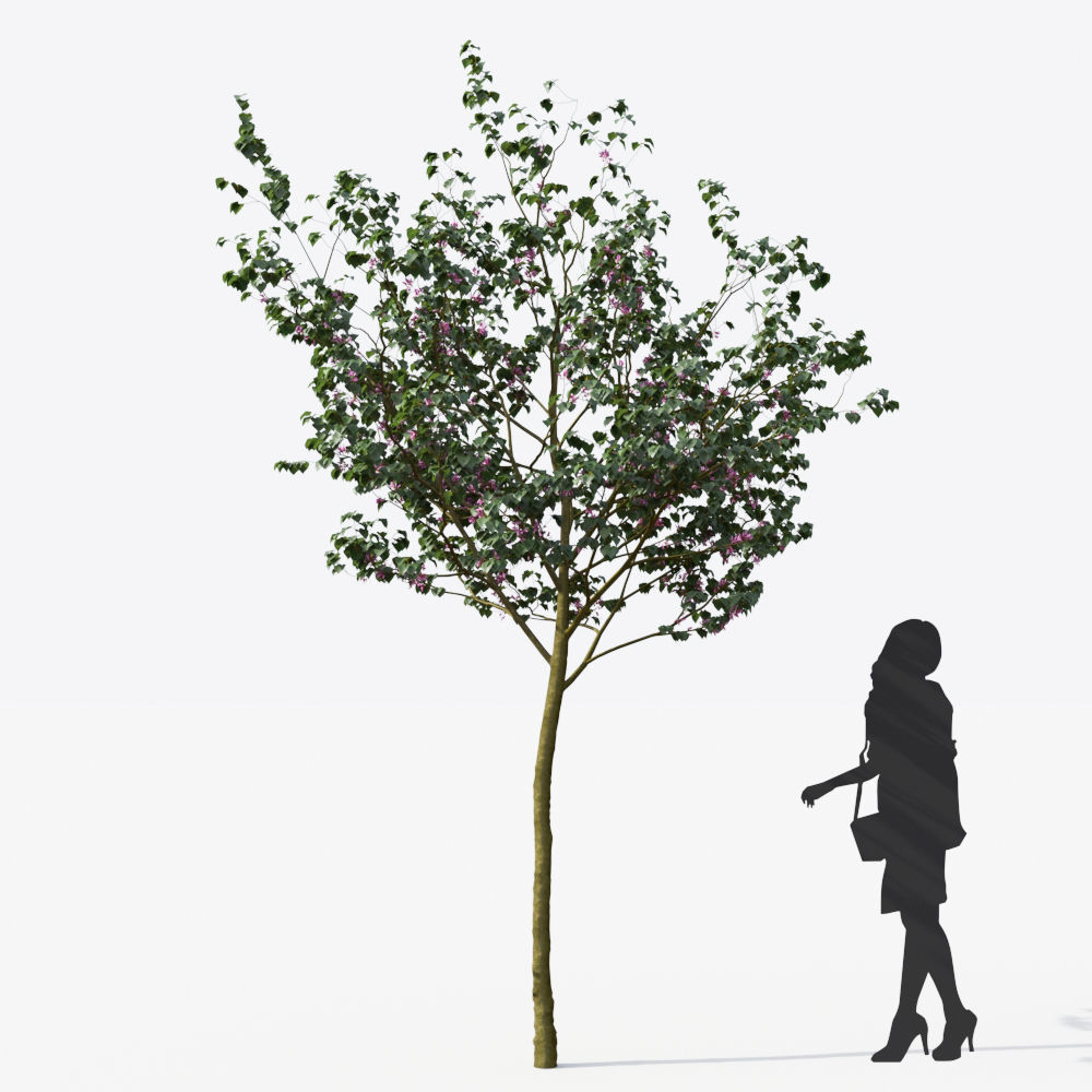Small Tree Collection - Include GrowFX and Mesh file 3D model_45