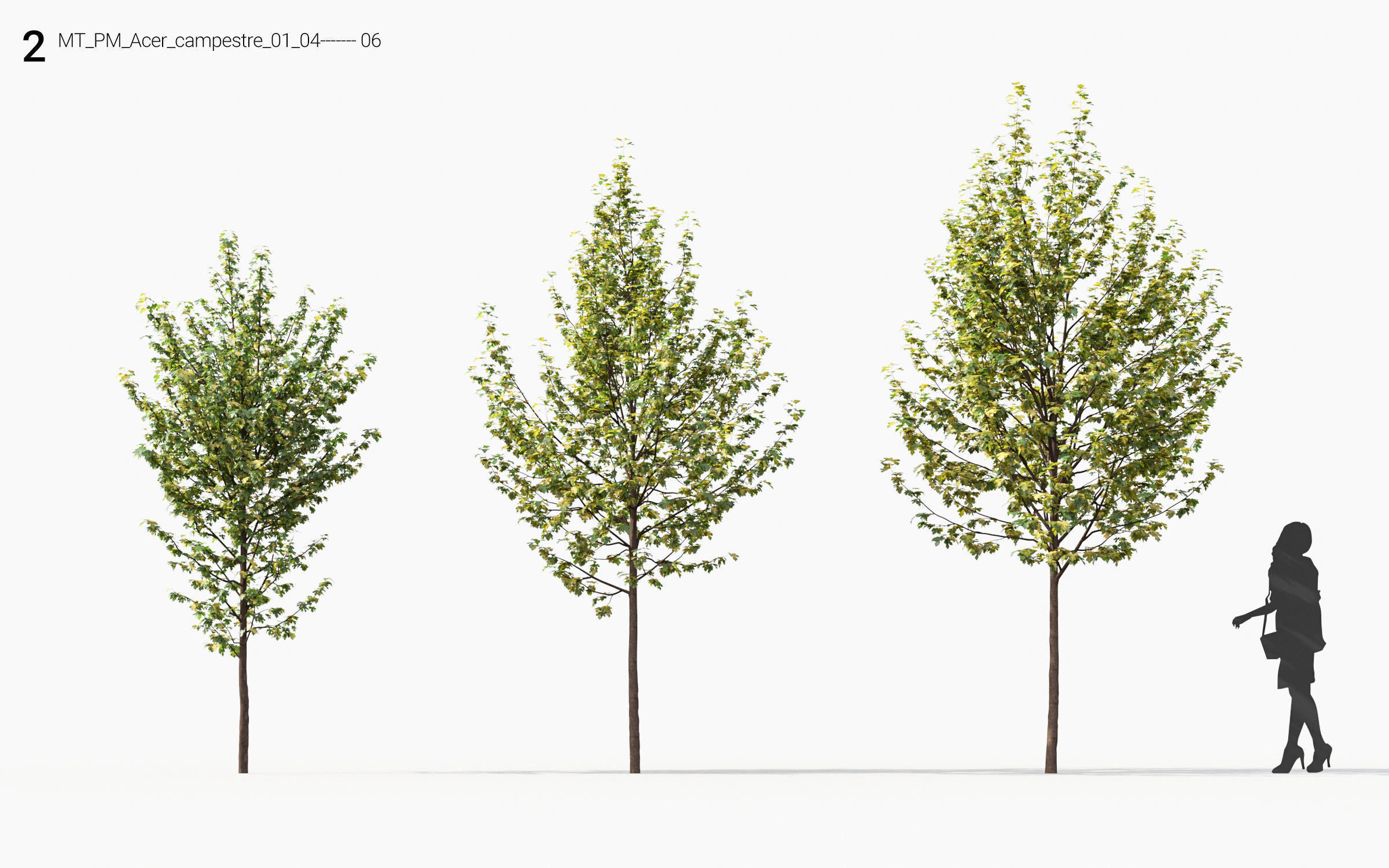 Small Tree Collection - Include GrowFX and Mesh file 3D model_20